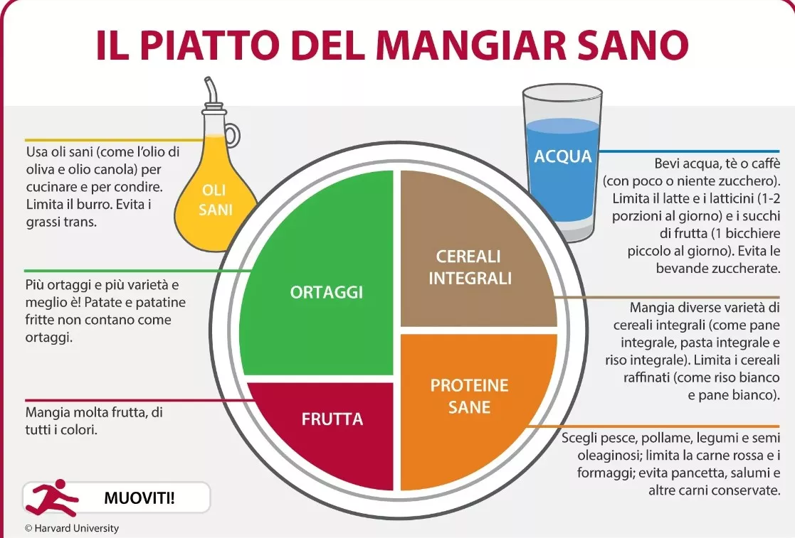 piatto di harvard